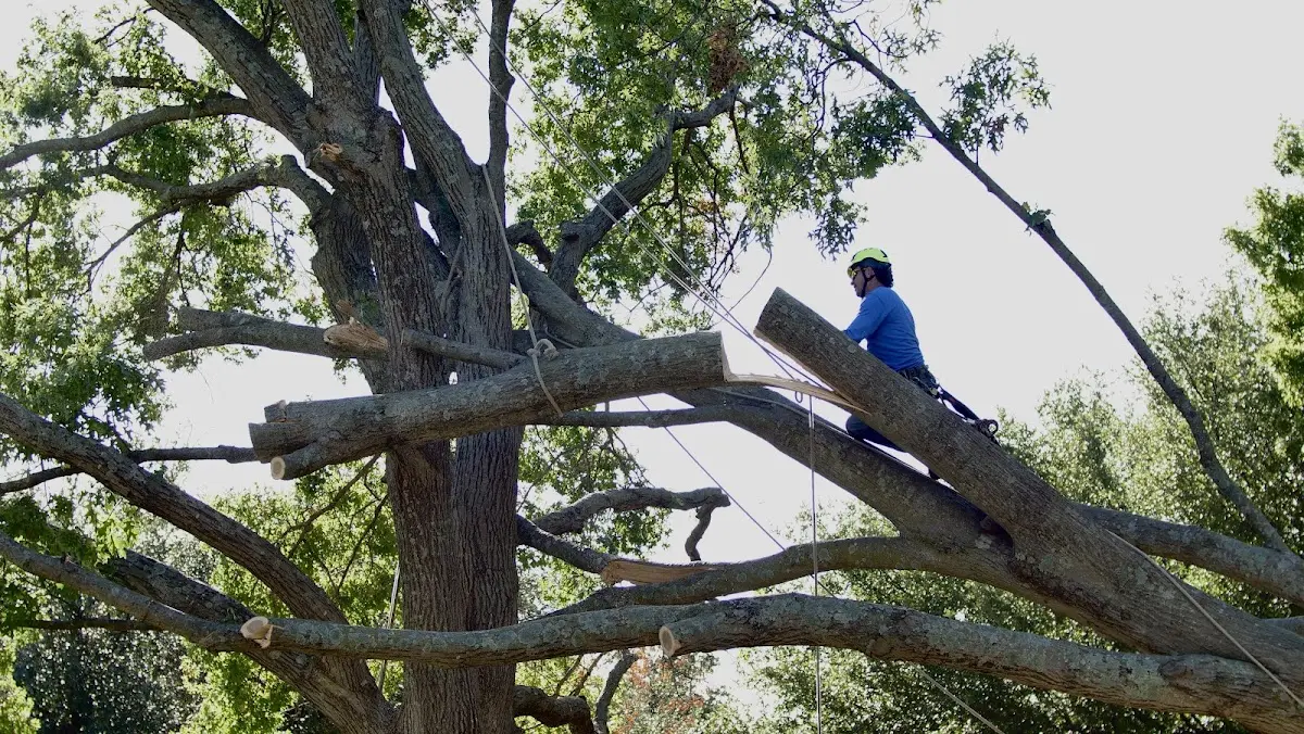 Professional Crown Thinning performed by certified arborists in Zieglerville