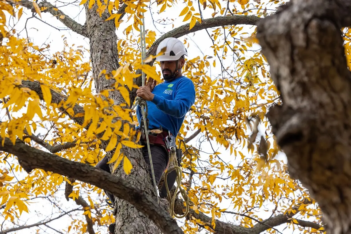 Skilled Tree Trimming crew working in Zieglerville