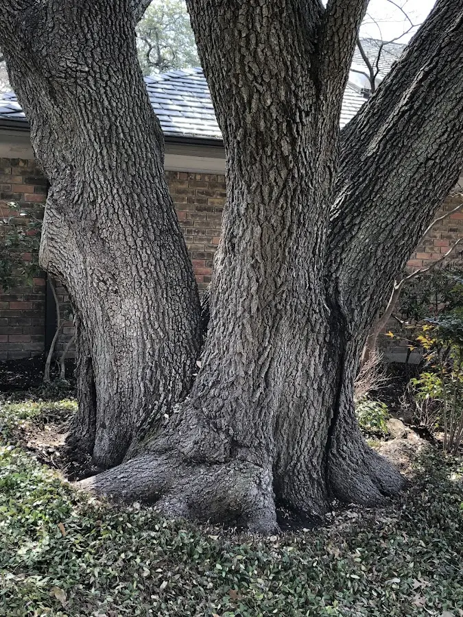 Mature heritage tree close to a Zieglerville property cared for by certified arborists